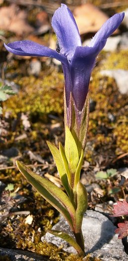 Gentianella ciliata (goryczuszka orzęsiona)