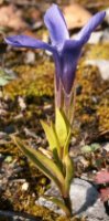 Gentianella ciliata (goryczuszka orzęsiona)