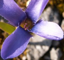 Gentianella ciliata (goryczuszka orzęsiona)