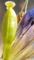 Gentianella ciliata (goryczuszka orzęsiona)