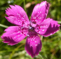 Dianthus deltoides