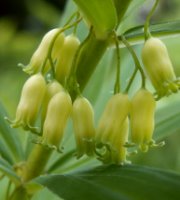 Polygonatum verticillatum