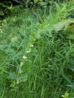 Polygonatum verticillatum