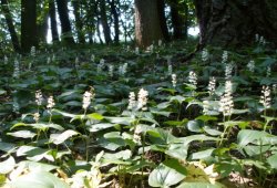 Maianthemum bifolium