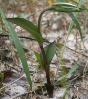 Epipactis atrorubens (kruszczyk rdzawoczerwony)