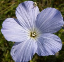 Linum hirsutum