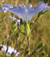 Linum hirsutum