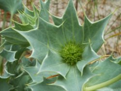 Eryngium maritimum