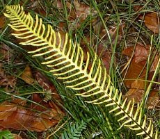 Blechnum spicant