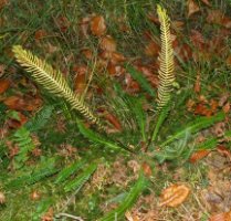 Blechnum spicant