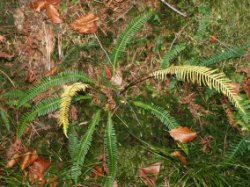 Blechnum spicant