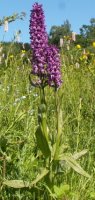 Dactylorhiza majalis (kukułka szerokolistna typowa)