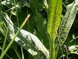 Dactylorhiza majalis (kukułka szerokolistna typowa)