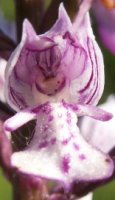 Orchis militaris