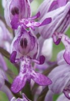 Orchis militaris