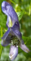 Aconitum variegatum