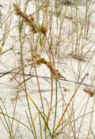 Carex arenaria