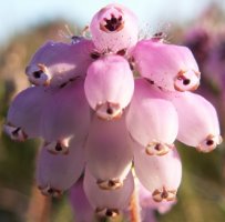 Erica tetralix (wrzosiec bagienny)