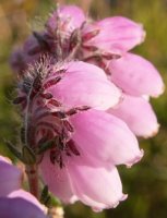 Erica tetralix (wrzosiec bagienny)