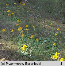 Arnica montana (arnika górska)