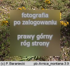 Arnica montana (arnika górska)