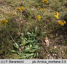 Arnica montana (arnika górska)