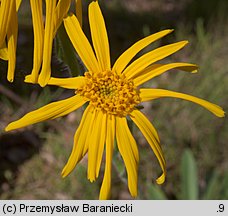 Arnica montana (arnika górska)