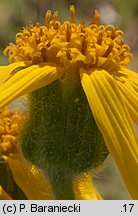 Arnica montana (arnika górska)