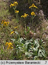 Arnica montana (arnika górska)