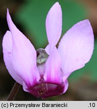 Cyclamen purpurascens (cyklamen purpurowy)