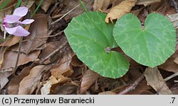 Cyclamen purpurascens (cyklamen purpurowy)