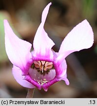 Cyclamen purpurascens (cyklamen purpurowy)