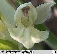 Dactylorhiza sambucina (kukułka bzowa)