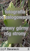 Dactylorhiza sambucina (kukułka bzowa)