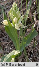 Dactylorhiza sambucina (kukułka bzowa)