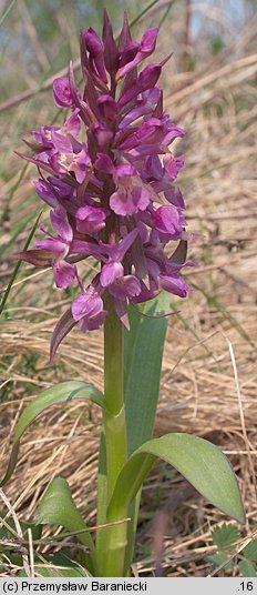 Dactylorhiza sambucina (kukułka bzowa)