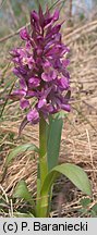 Dactylorhiza sambucina (kukułka bzowa)