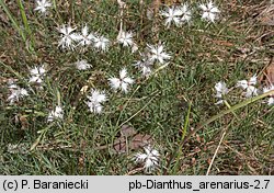 Dianthus arenarius ssp. borussicus (goździk piaskowy)