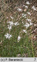 Dianthus arenarius ssp. borussicus (goździk piaskowy)