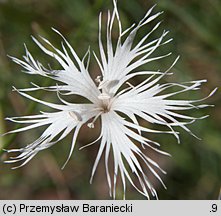 Dianthus arenarius (goździk piaskowy)