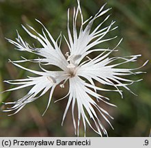 Dianthus arenarius ssp. borussicus (goździk piaskowy)