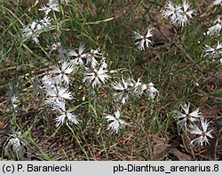 Dianthus arenarius ssp. borussicus (goździk piaskowy)