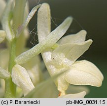 Orchis pallens (storczyk blady)