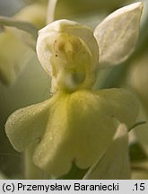 Orchis pallens (storczyk blady)