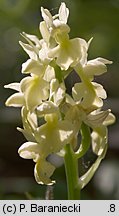 Orchis pallens (storczyk blady)