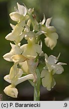 Orchis pallens (storczyk blady)