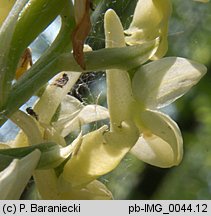 Orchis pallens (storczyk blady)