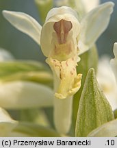 Dactylorhiza sambucina (kukułka bzowa)