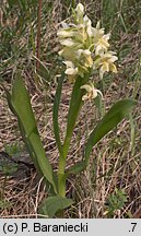 Dactylorhiza sambucina (kukułka bzowa)