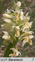 Dactylorhiza sambucina (kukułka bzowa)